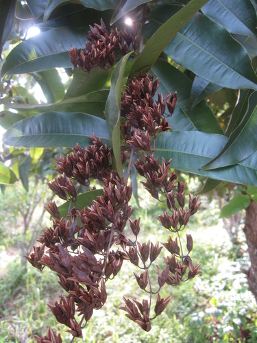 Cratoxylum sumatranum observed 2015-10-24