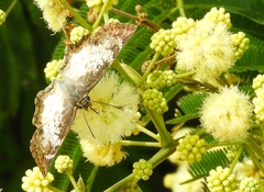Antigonus emorsa