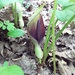 Arum orientale - Photo (c) demina-masha, some rights reserved (CC BY-NC)