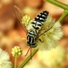 Stictia signata - Photo (c) Francisco Farriols Sarabia, some rights reserved (CC BY), uploaded by Francisco Farriols Sarabia