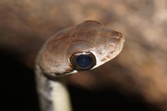 Dendrophidion vinitor