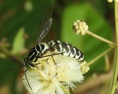 Stictia signata