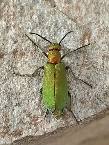 Lagorina sericea