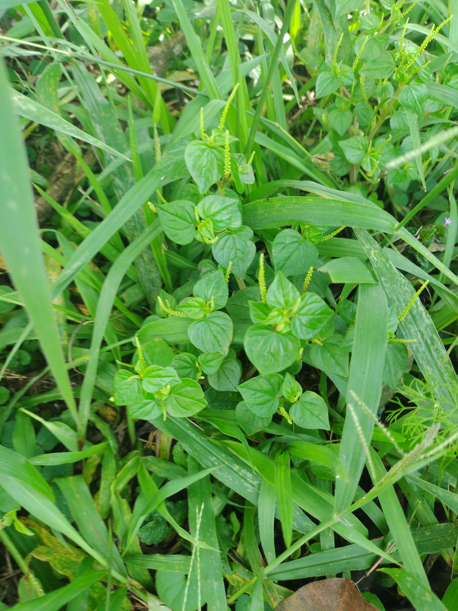 Peperomia pellucida