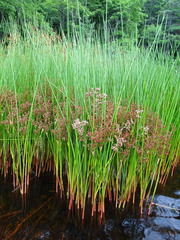 Juncus militaris