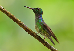 Blue-Chested Hummingbird photo 4