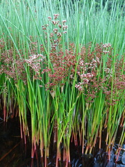 Juncus militaris