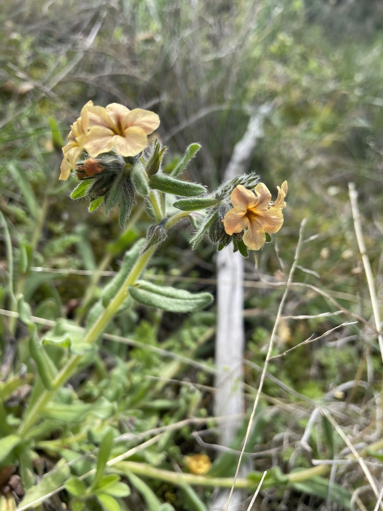 Alkanna stribrnyi