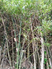 Bambusa stenostachya