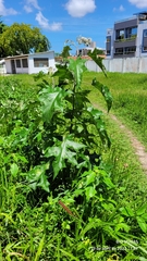 Solanum paniculatum