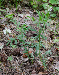 Astragalus australis