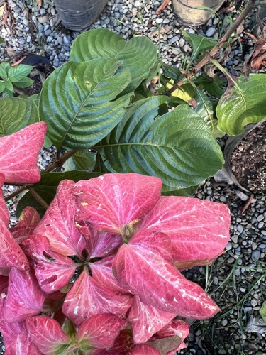 Mussaenda philippica
