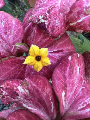 Mussaenda philippica