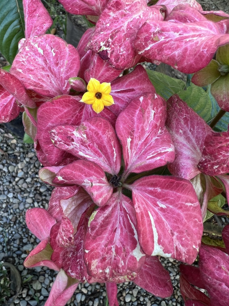 Mussaenda philippica, Calle La Pera, Talamanca, Limon, CR