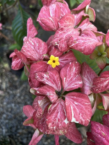 Mussaenda philippica