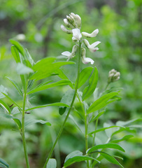 Astragalus australis