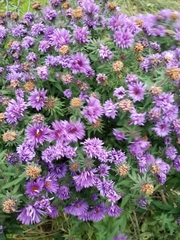 Symphyotrichum