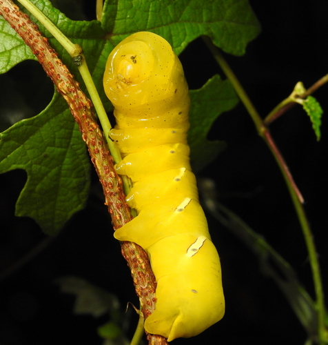 Vine Sphinx