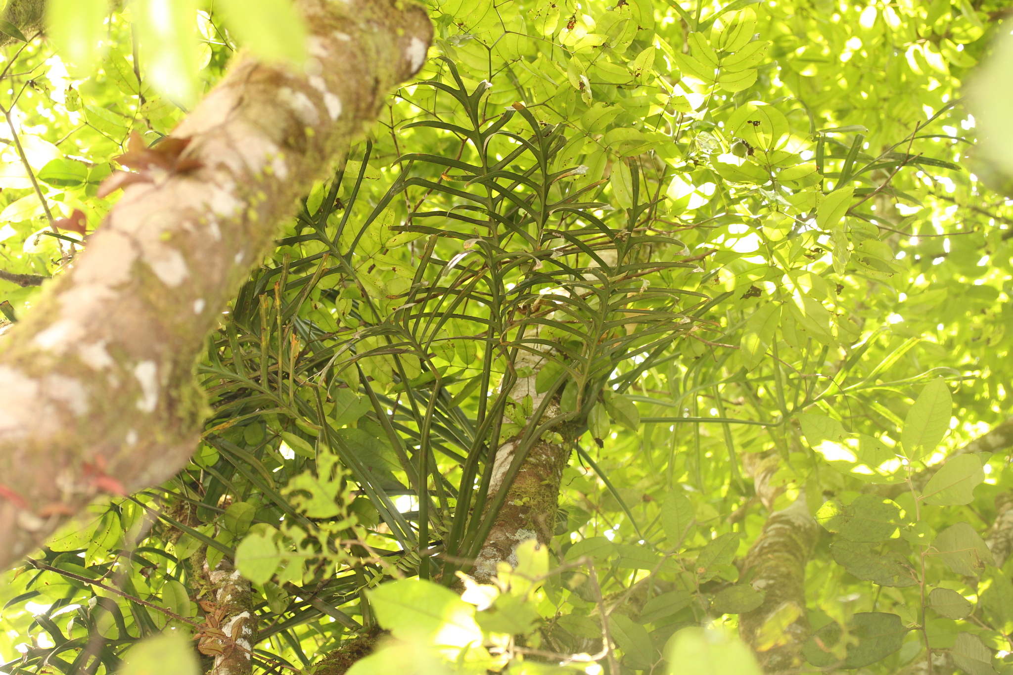 Monstera barrieri  iNaturalist