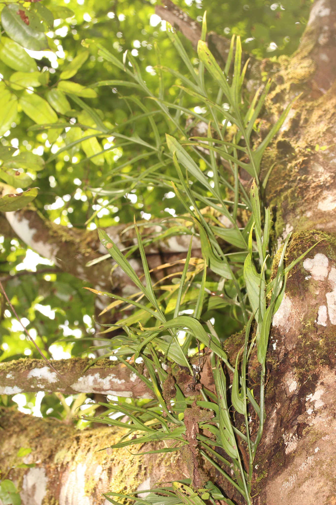 Monstera barrieri  iNaturalist