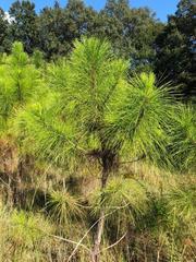 Pinus elliottii densa