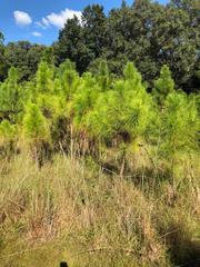 Pinus elliottii densa