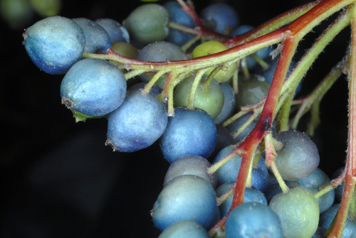 Cornus amomum