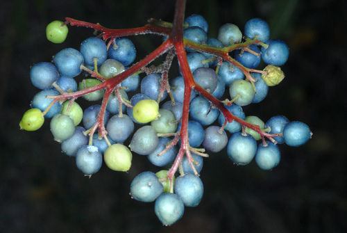 Cornus amomum