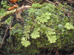 Trichocolea mollissima