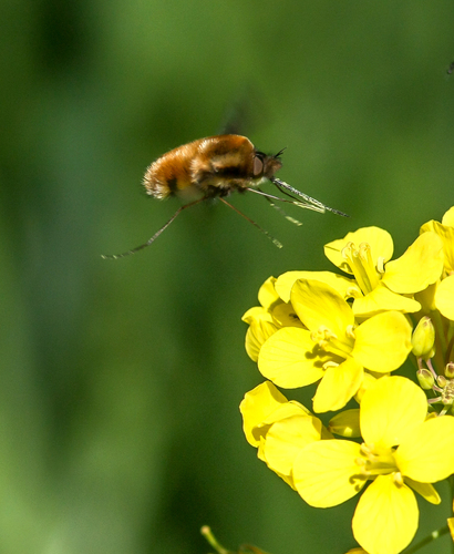 Greater Bee Fly, 2931 Krimpen aan de Lek, Nederland, photo 9 of 10
