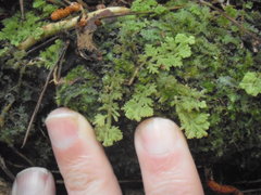 Trichocolea mollissima