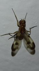 Clusia tigrina