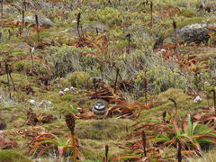 Charadrius bicinctus exilis