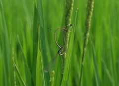 Ischnura asiatica