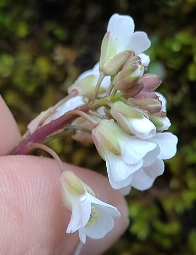 Rosy Cress