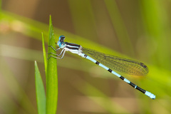 Argia bipunctulata