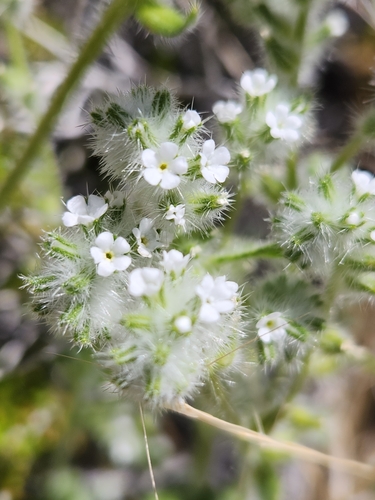 Image of Cryptantha barbigera by no rights reserved