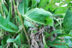 Sympetrum infuscatum