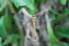 Sympetrum infuscatum