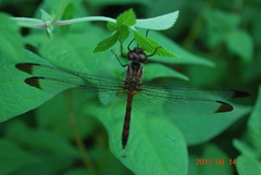 Sympetrum infuscatum