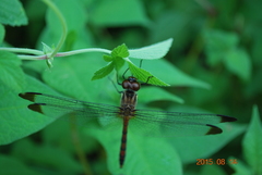 Sympetrum infuscatum