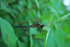 Sympetrum infuscatum