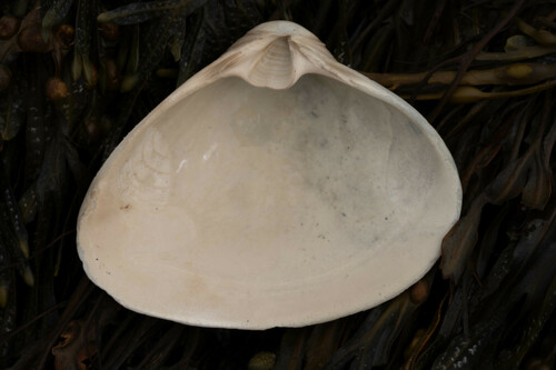 West Atlantic Surfclam