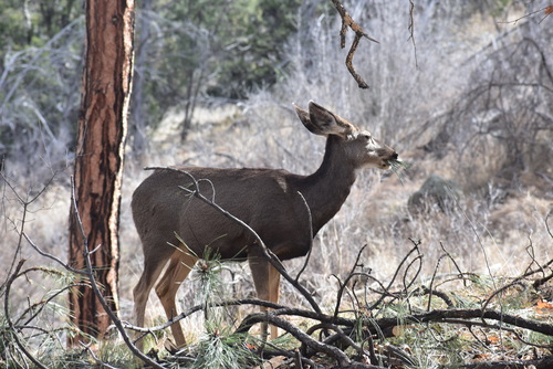 Mule Deer