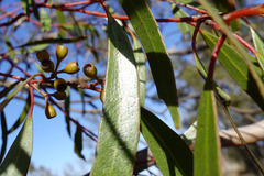 Eucalyptus gracilis