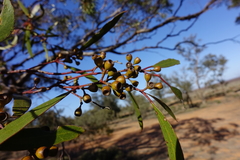 Eucalyptus gracilis