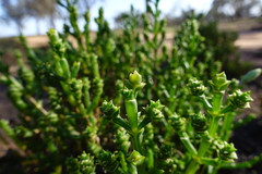 Tecticornia triandra