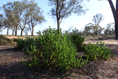 Tecticornia triandra