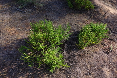 Tecticornia triandra