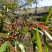 Eucalyptus gracilis - Photo (c) Wayne Martin, algunos derechos reservados (CC BY-NC)